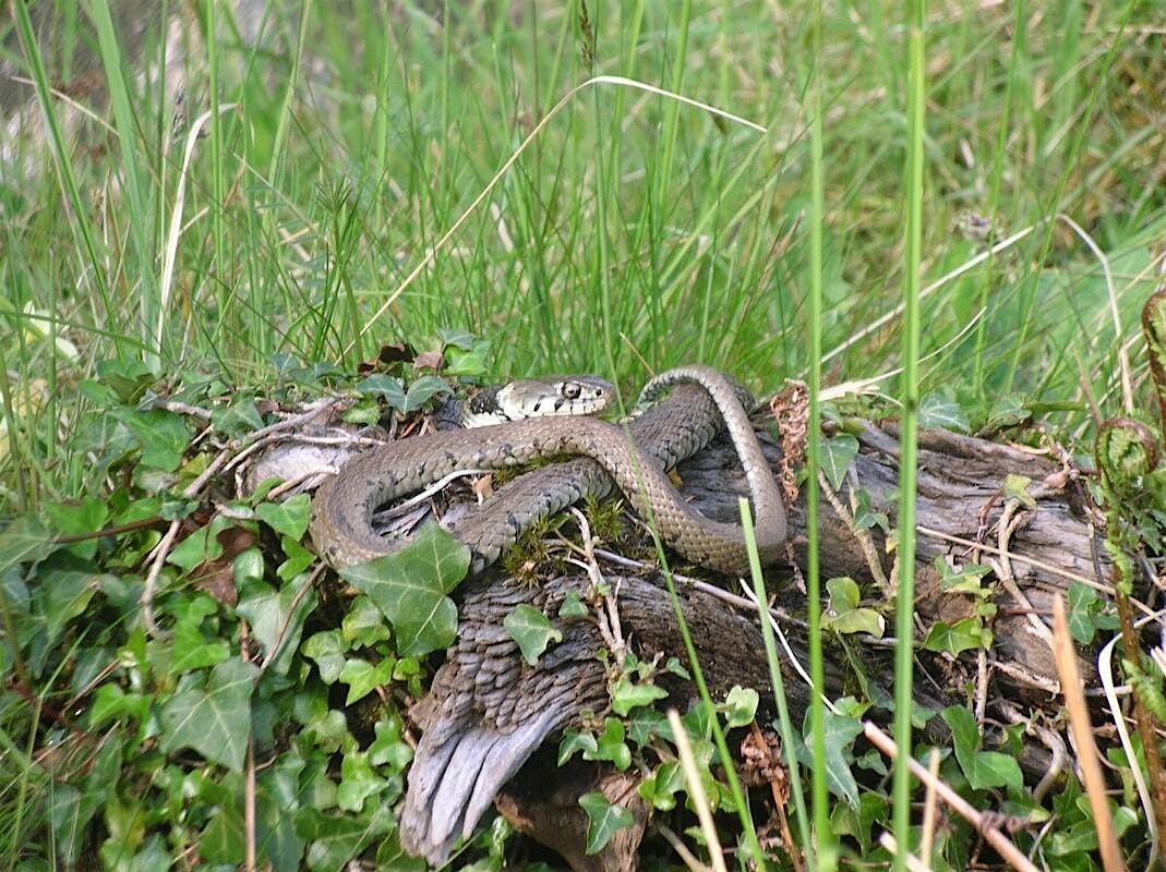 An Introduction to UK reptile ID and Ecology, 27 November | Event in Lymington | AllEvents