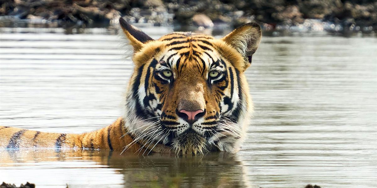 Chasing Light, Reading Signs: Photographing Tigers & Wildlife Ethically, 6 December | Event in Edmonton