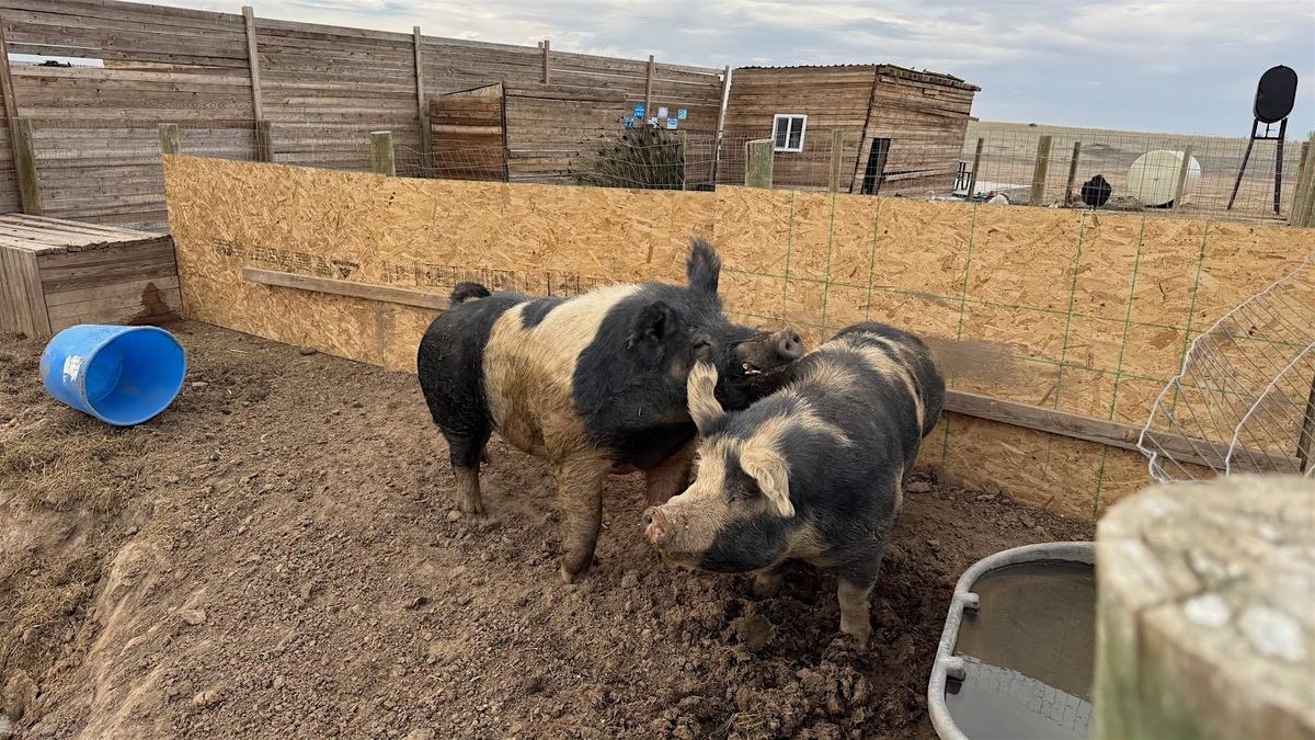 Petting Zoo | Event in Bennett | AllEvents