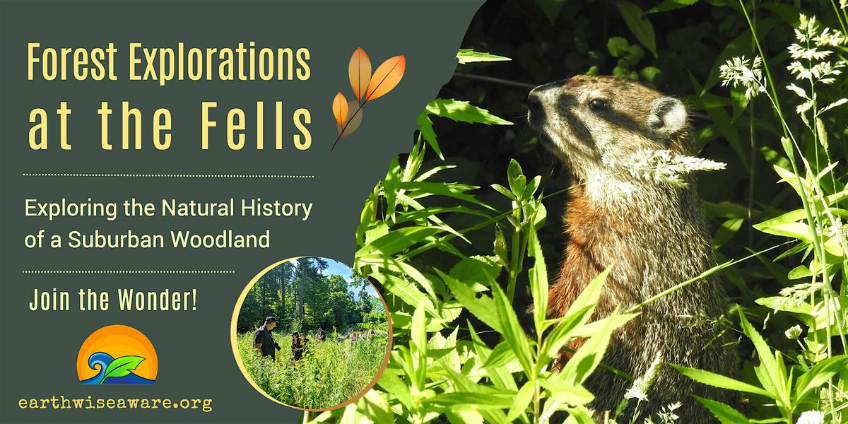 Summer Forest Explorations, 28 June | Event in Stoneham | AllEvents
