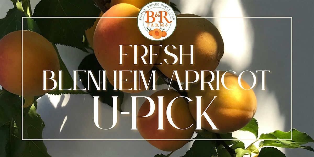 B & R Farms Apricot U-PICK 2025, 3 July | Event in Hollister | AllEvents