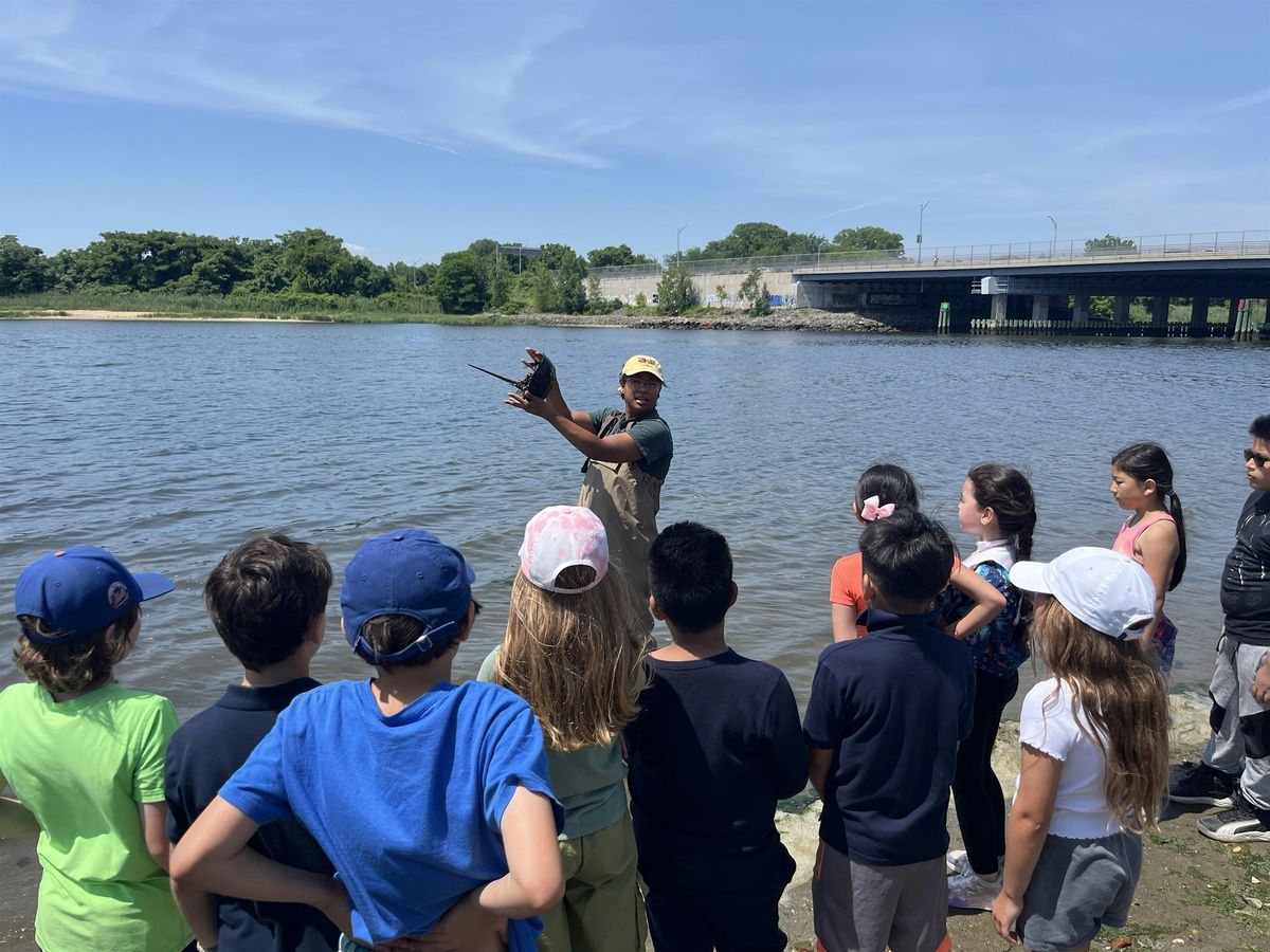 World Migratory Fish Day: Seining in Jamaica Bay!, 7 June | Event in Brooklyn | AllEvents