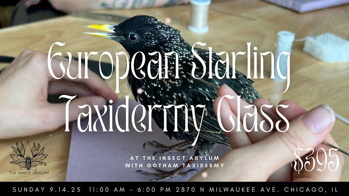 European Starling Bird Taxidermy Class with Gotham Taxidermy, 14 September | Event in chicago | AllEvents