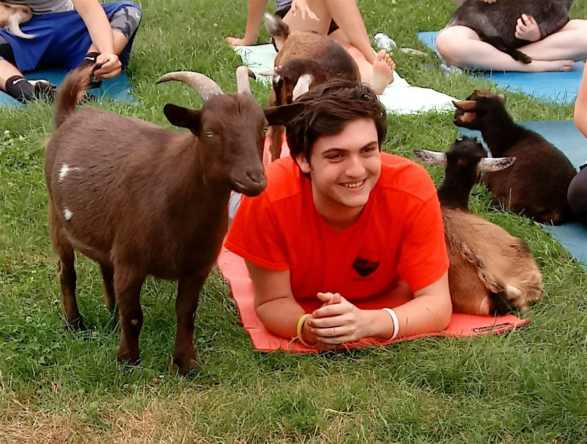 Goat Yoga, 29 June | Event in Manchester | AllEvents
