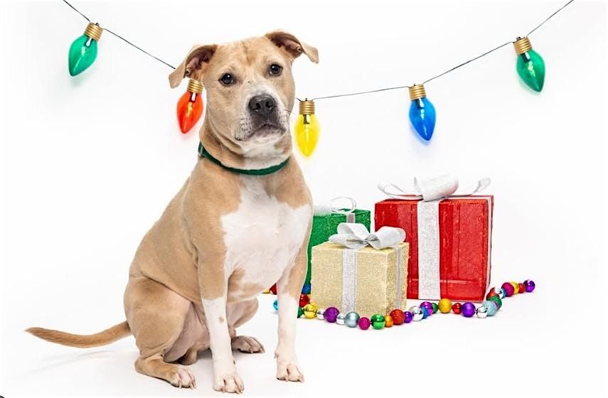 Holiday Mini Photo Sessions, 1 November | Event in Apex | AllEvents