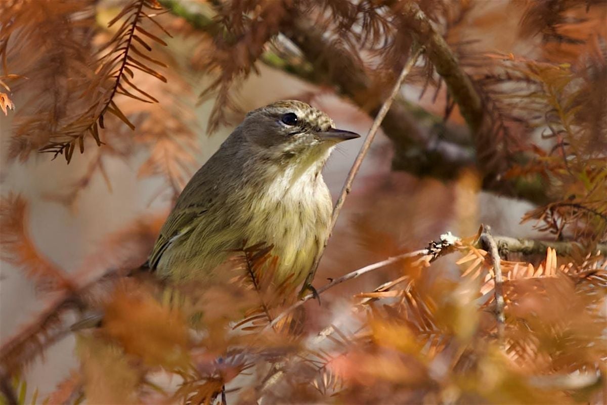 Guided Birding Walk: Wintering Birds, 15 December | Event in Immokalee | AllEvents