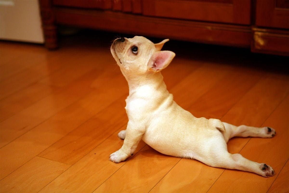 Puppy Yoga - June 22nd  at 12:30pm, 22 June | Event in Los Angeles | AllEvents