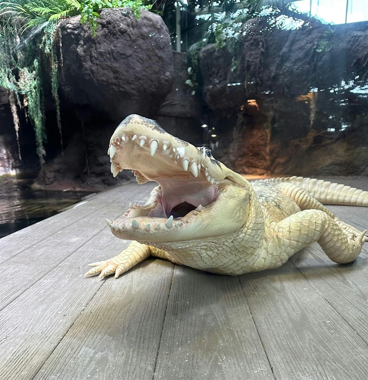 Early Access Tour:  December 23, 23 December | Event in New Orleans | AllEvents