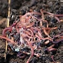 Vermicompost, 18 October | Event in Tavares | AllEvents