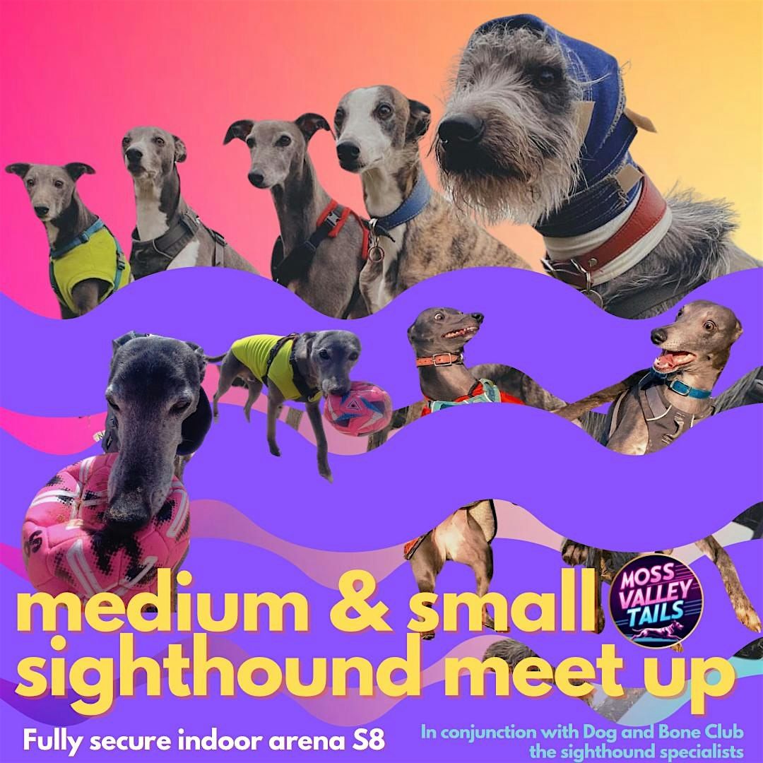 MEDIUM SIGHTHOUNDS - dog social in a fully secure arena S8, 17 August | Event in Sheffield | AllEvents