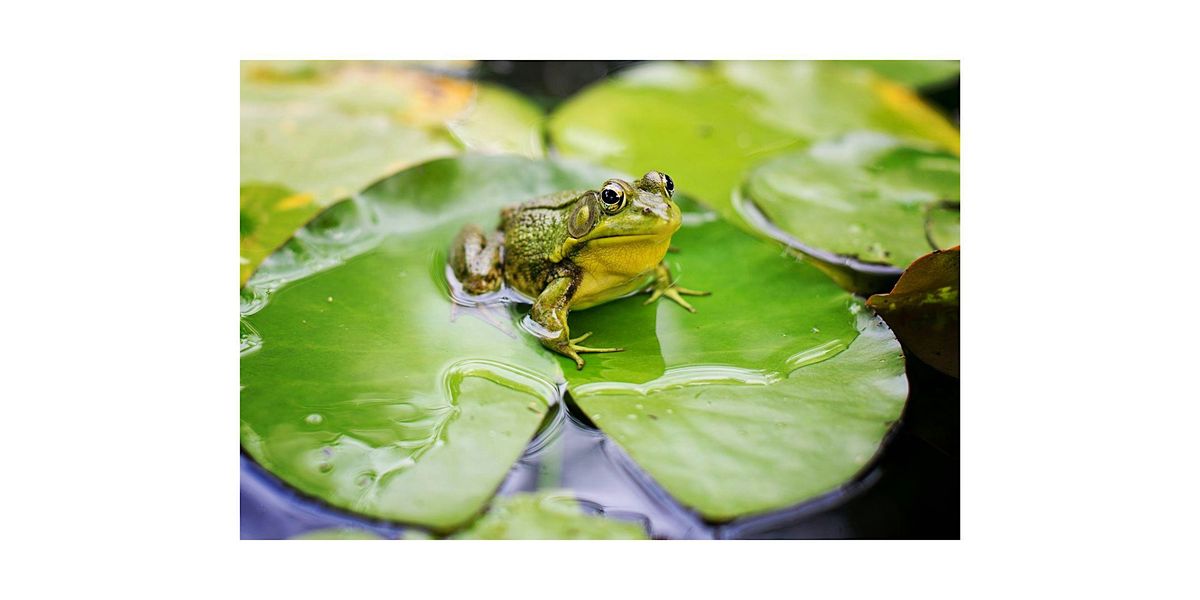 Ribbit, Slither, Croak (Adults & 8+), 6 June | Event in East Aurora | AllEvents