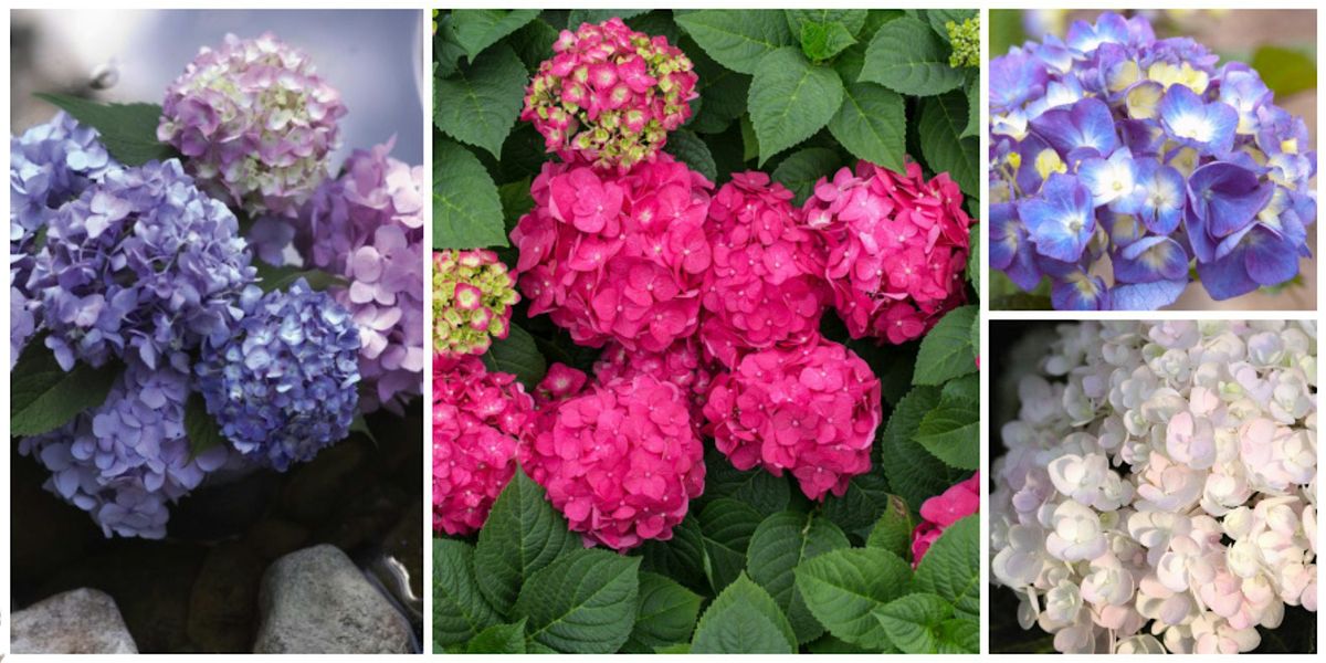 FAST Class: Growing Hydrangeas | Event in Dallas | AllEvents