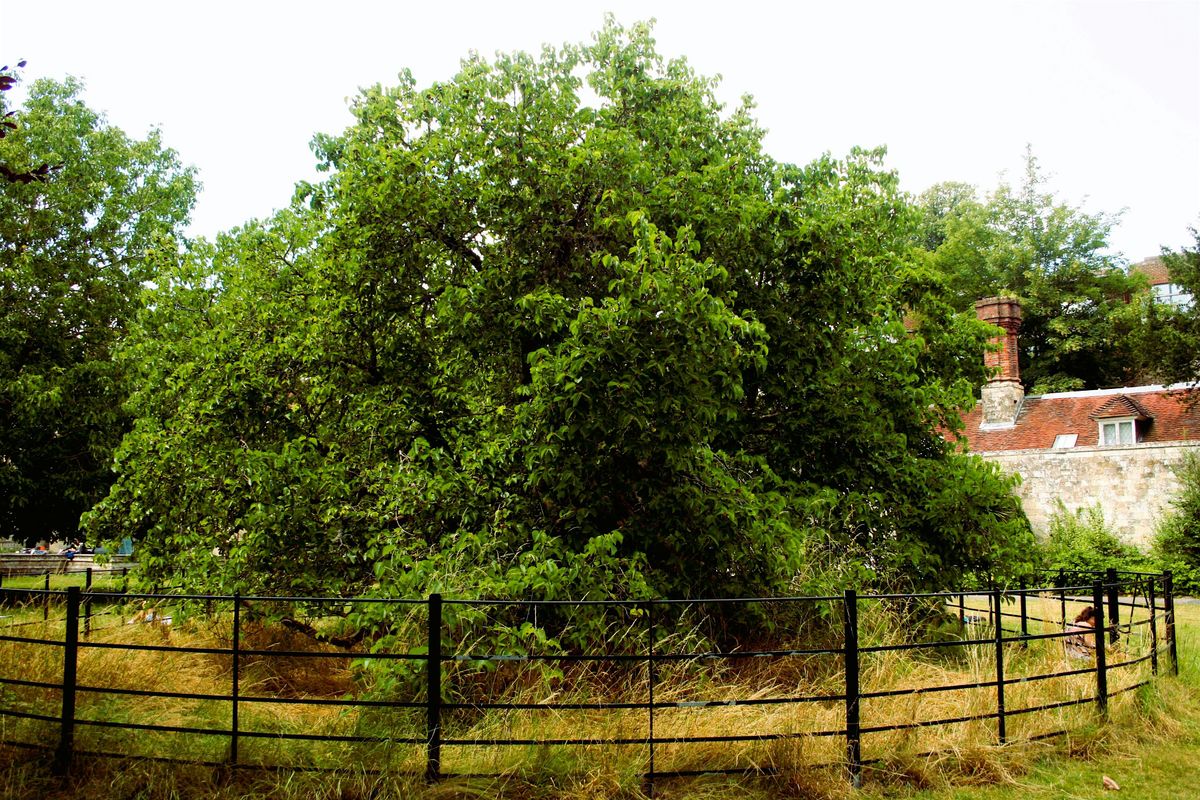 Southover Grange Gardens - Guided Tree Walk, 15 June | Event in Lewes | AllEvents