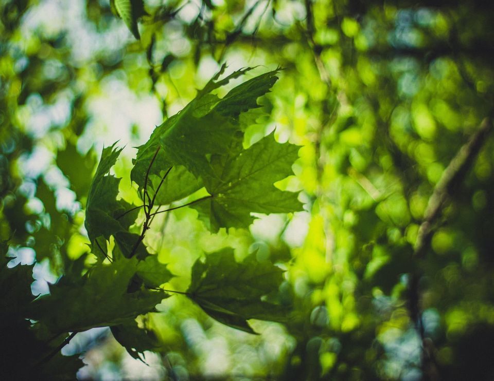 Annual Plymouth Maple Festival 2025, City Park, 203 Suhrke Road