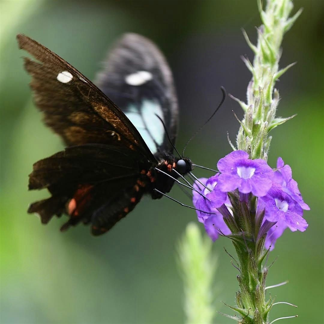 Butterfly Mounting and Pollinator Awareness Workshop, 13 September | Event in St. Louis | AllEvents