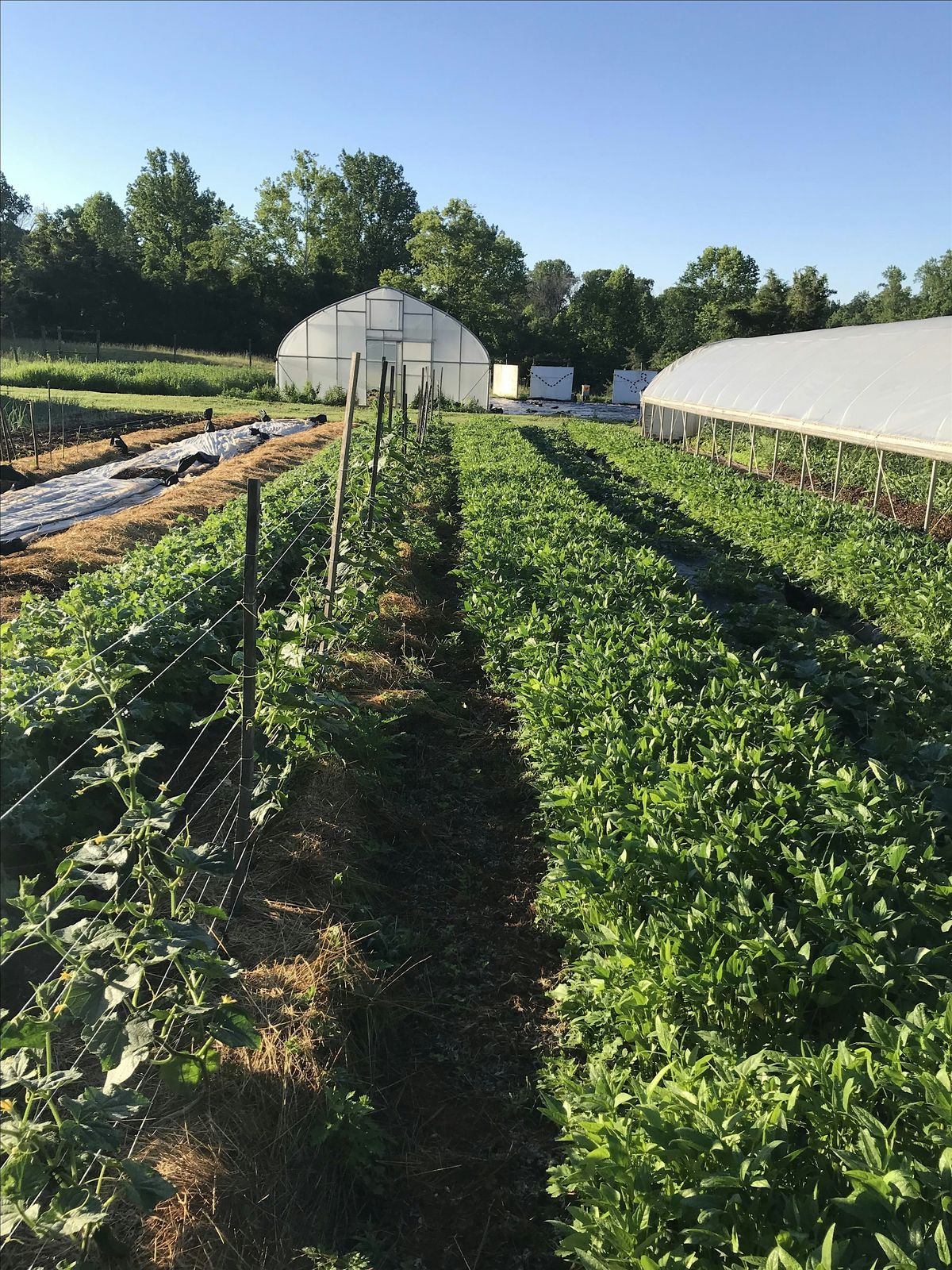 MKG Volunteer Day 9/13, 13 September | Event in Charlottesville | AllEvents