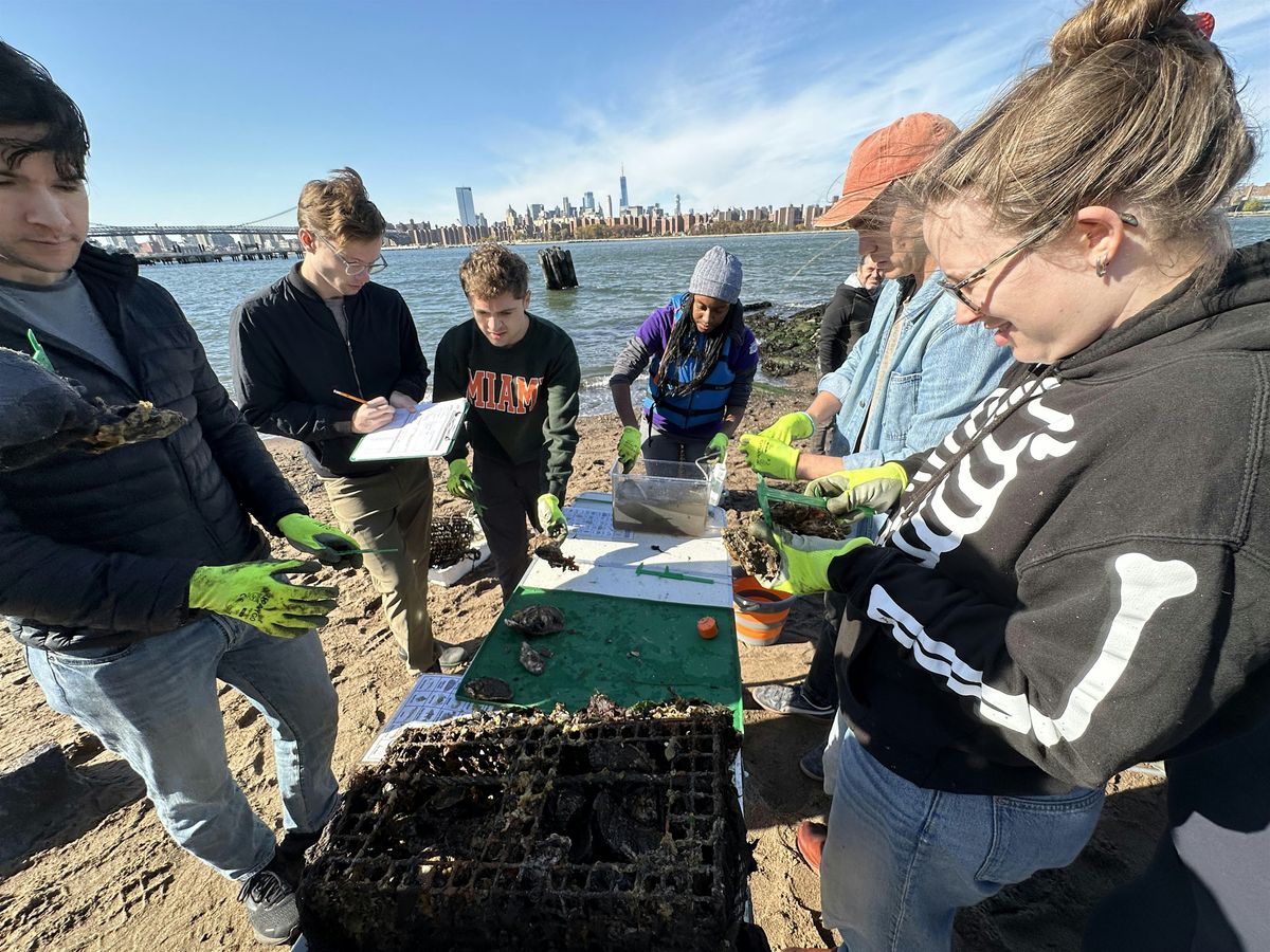 Bushwick Inlet Oyster Monitoring Fall 2025 Part 2 | Event in Brooklyn | AllEvents