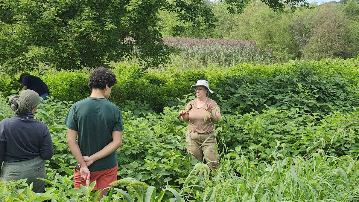 Knix the Knotweed:  Cut #5: Cut & Picnic!, 28 June | Event in Ansonia | AllEvents