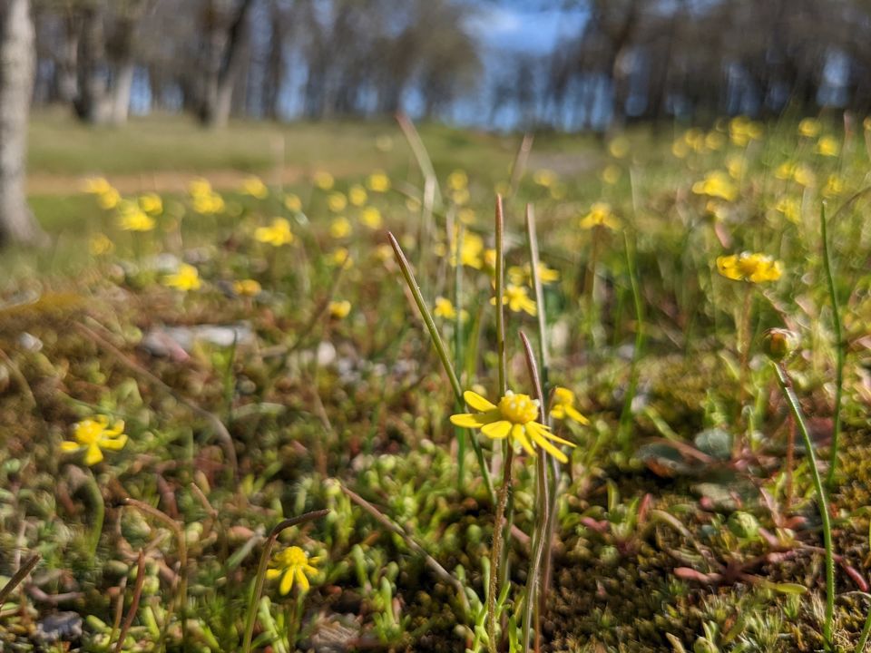 Low Gap Park Wildflower Walk Series Late Winter, Low Gap Regional Park, Ukiah, February 17 2024