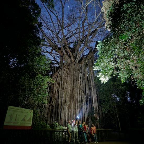 Nocturnal Rainforest & Wildlife Tour from Cairns | Event in PARRAMATTA PARK | AllEvents
