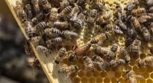 Beekeeping Basics | Event in Garland | AllEvents