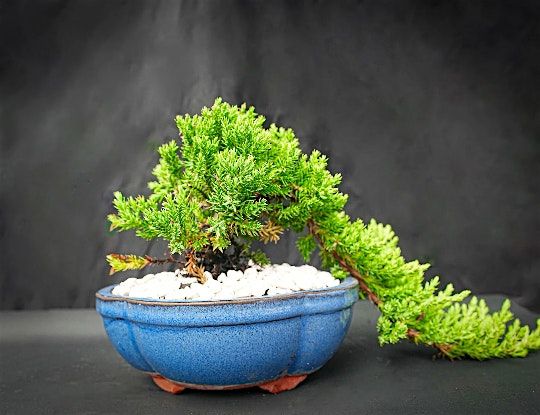 Bonsai Lesson at Wolfie's, 22 May | Event in Sarasota | AllEvents