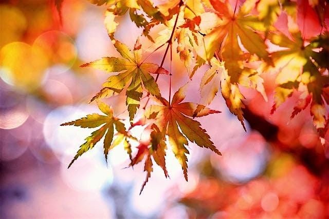 Fall Mini Session, 5 October | Event in Brooklyn Center | AllEvents