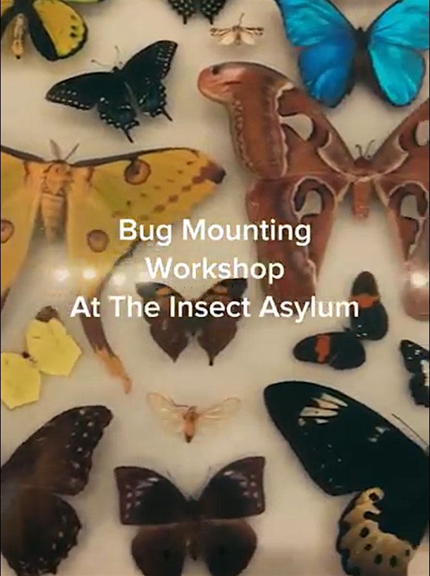 Frame Your Insect: Intro to Insect Mounting & Framing, 26 July | Event in chicago | AllEvents