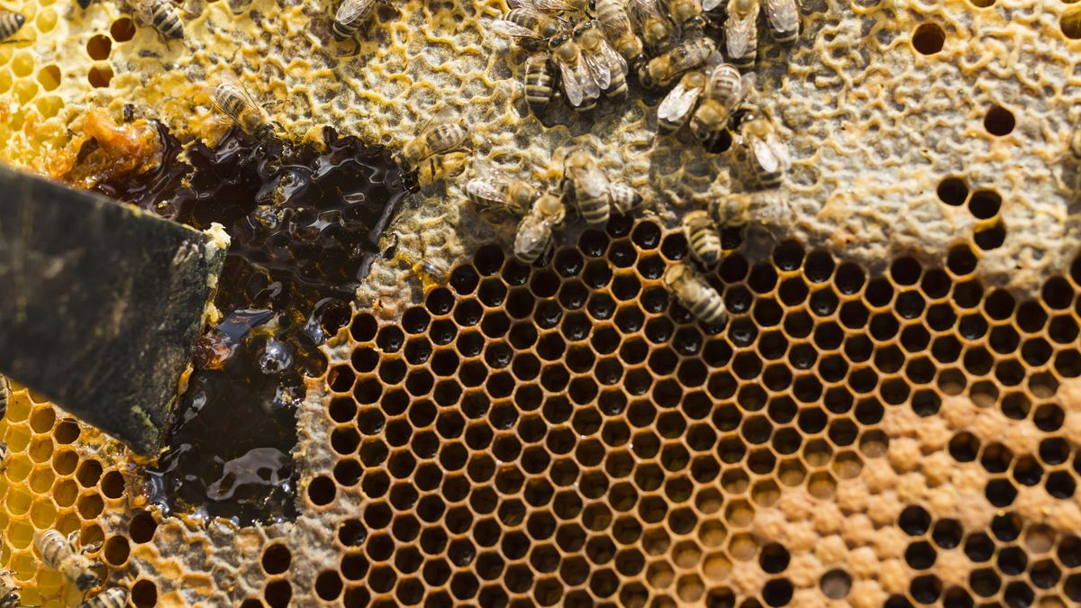 Honey Harvesting Workshop, 22 July | Event in Whitby | AllEvents
