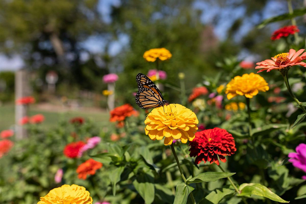 7-5-2025  Butterflies in Central Florida, 5 July | Event in Hudson | AllEvents