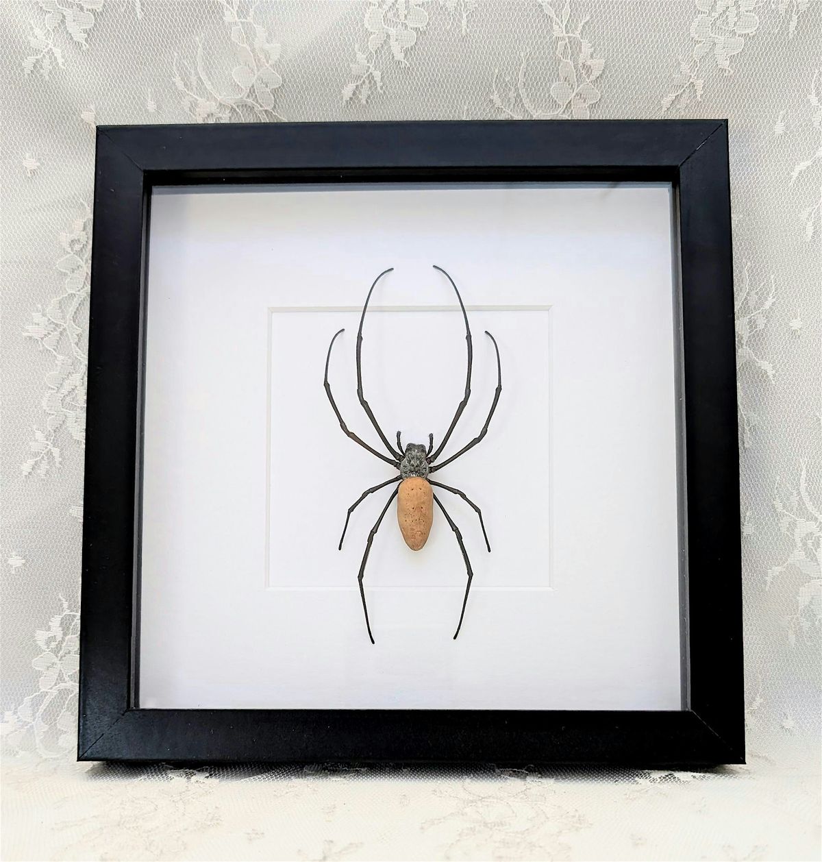 Intro To Entomology: Orb Weaver Spider Pinning Class, 4 October | Event in Sacramento | AllEvents