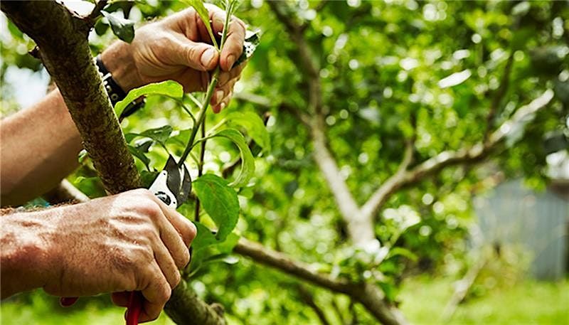 Tree Pruning Workshop, 28 April | Event in Sturgeon County | AllEvents