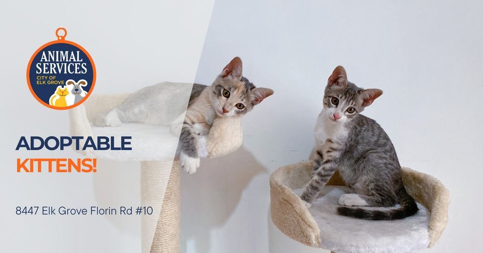 Adoptable Kittens Petco, Petco (Elk Grove), 26 August 2023 AllEvents.in