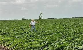 What the HAIL is happening to Nebraska's  Crop Insurance in 2026, 2 February | Event in Seward | AllEvents