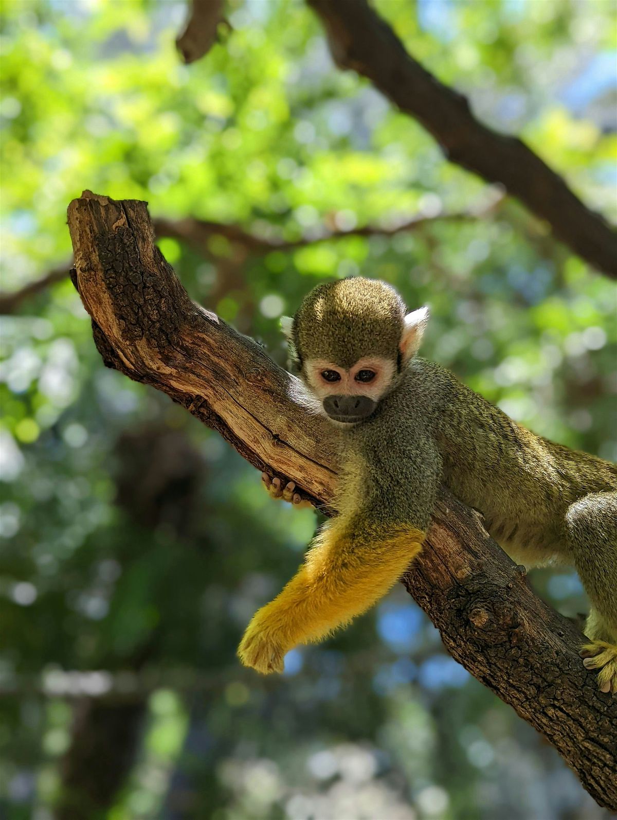 Wild About Primates, 15 November | Event in Oakland | AllEvents