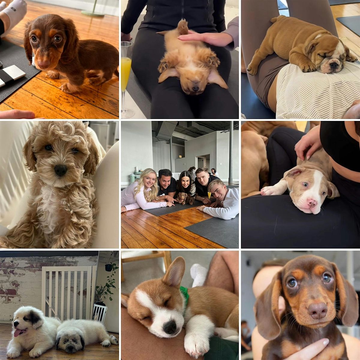 Yoga with Puppies - May 10th, 10 May | Event in Madison | AllEvents
