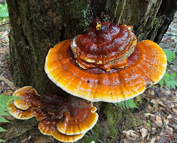 Fantastic Fungi Hike, 20 September | Event in Staten Island | AllEvents