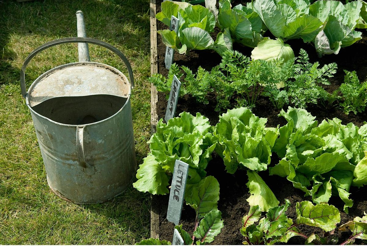 Home Gardening 101 | Event in Murfreesboro | AllEvents