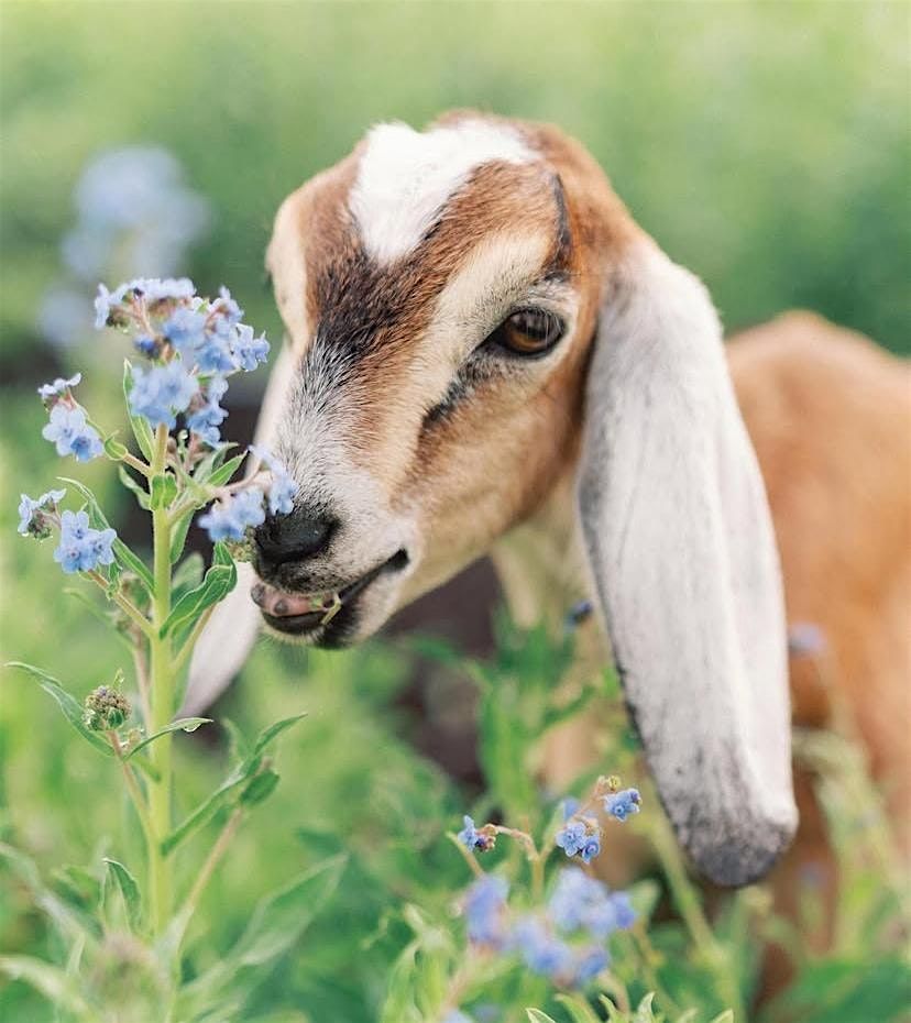Blooming Together: A Women's Circle at Mindful Blooms Farm | Event in Myakka City | AllEvents