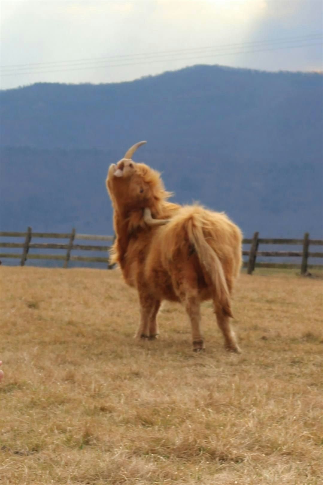 Holy Cow Yoga, 13 May | Event in Grottoes | AllEvents