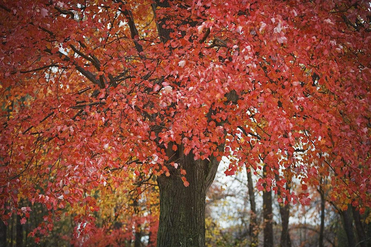 Celebration of Ackermann Nature Preserve- Westmoreland County, PA, 25 September | Event in Ardara | AllEvents