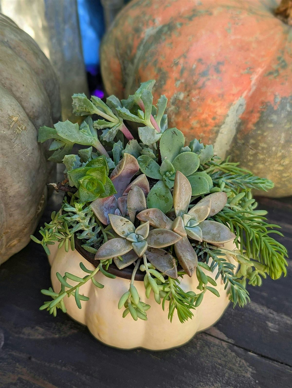 Fall Succulent Arrangement Class With Sunshine and Succulents, 16 November | Event in Scotts Valley | AllEvents
