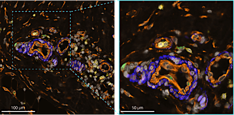 Multiomic Spatial Analysis with Bio-Techne, 9 October | Event in Glasgow | AllEvents