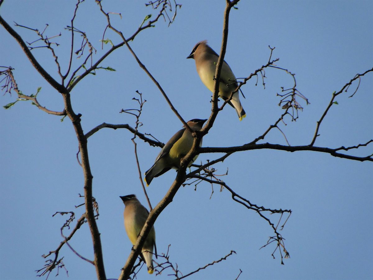 Early Spring Songs Return | Event in Martinsburg | AllEvents