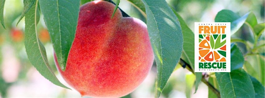 Contra Costa Fruit Rescue -El Sobrante Area | Event in El Sobrante | AllEvents