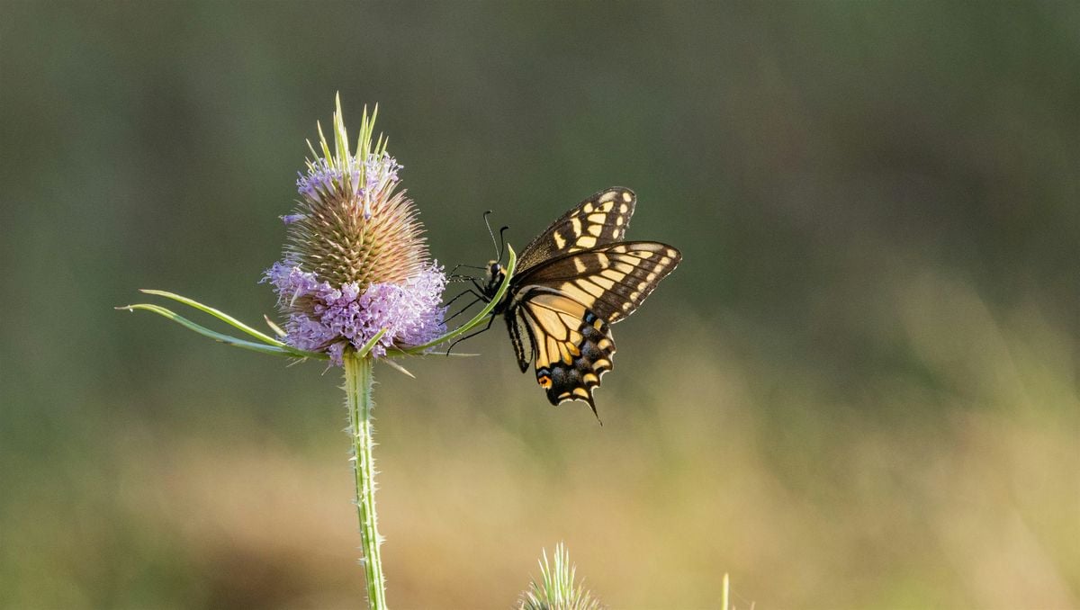 Coyote Creek Trail BioBlitz, 25 October | Event in Milpitas | AllEvents