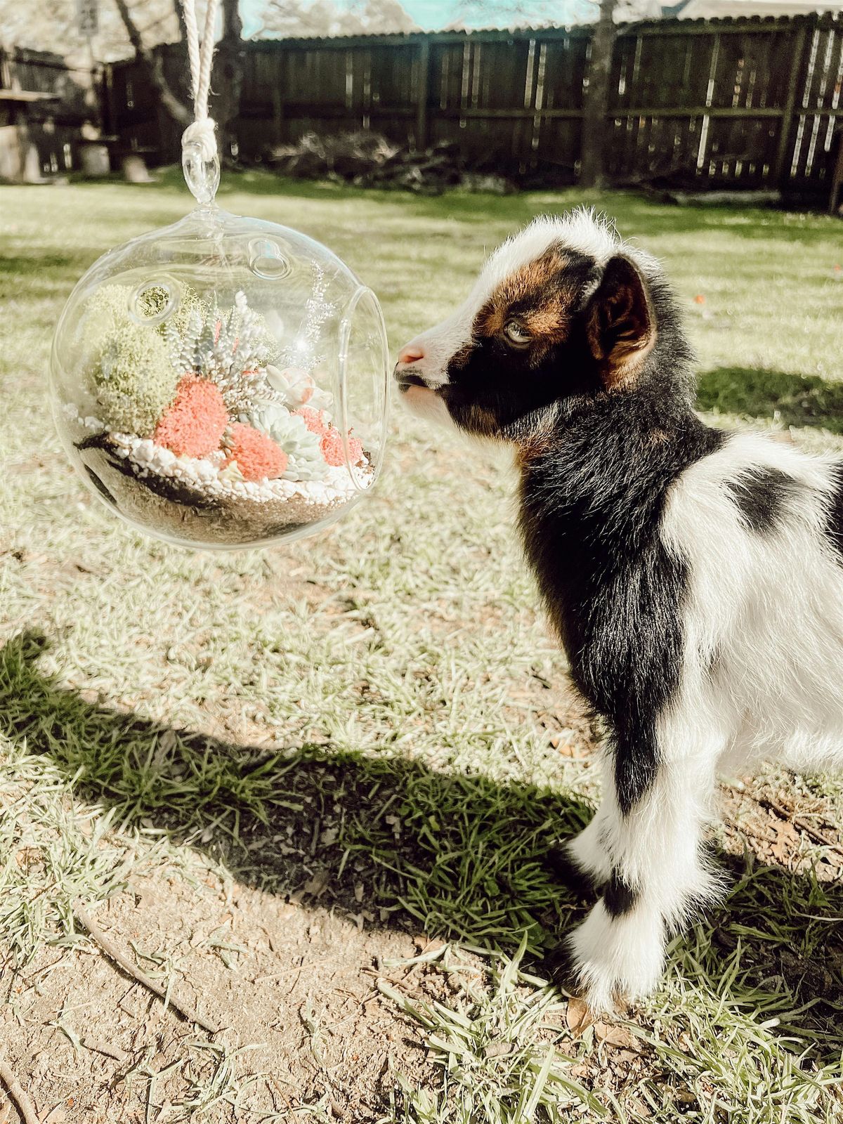 Farm Succulent Terrariums Workshop, 16 August | Event in Summerville | AllEvents