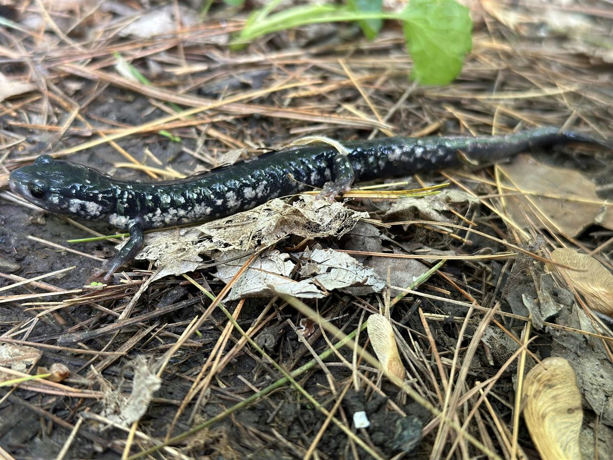 Interacting with Nature: Sensory Hike, Session 1, 29 July | Event in Dover | AllEvents
