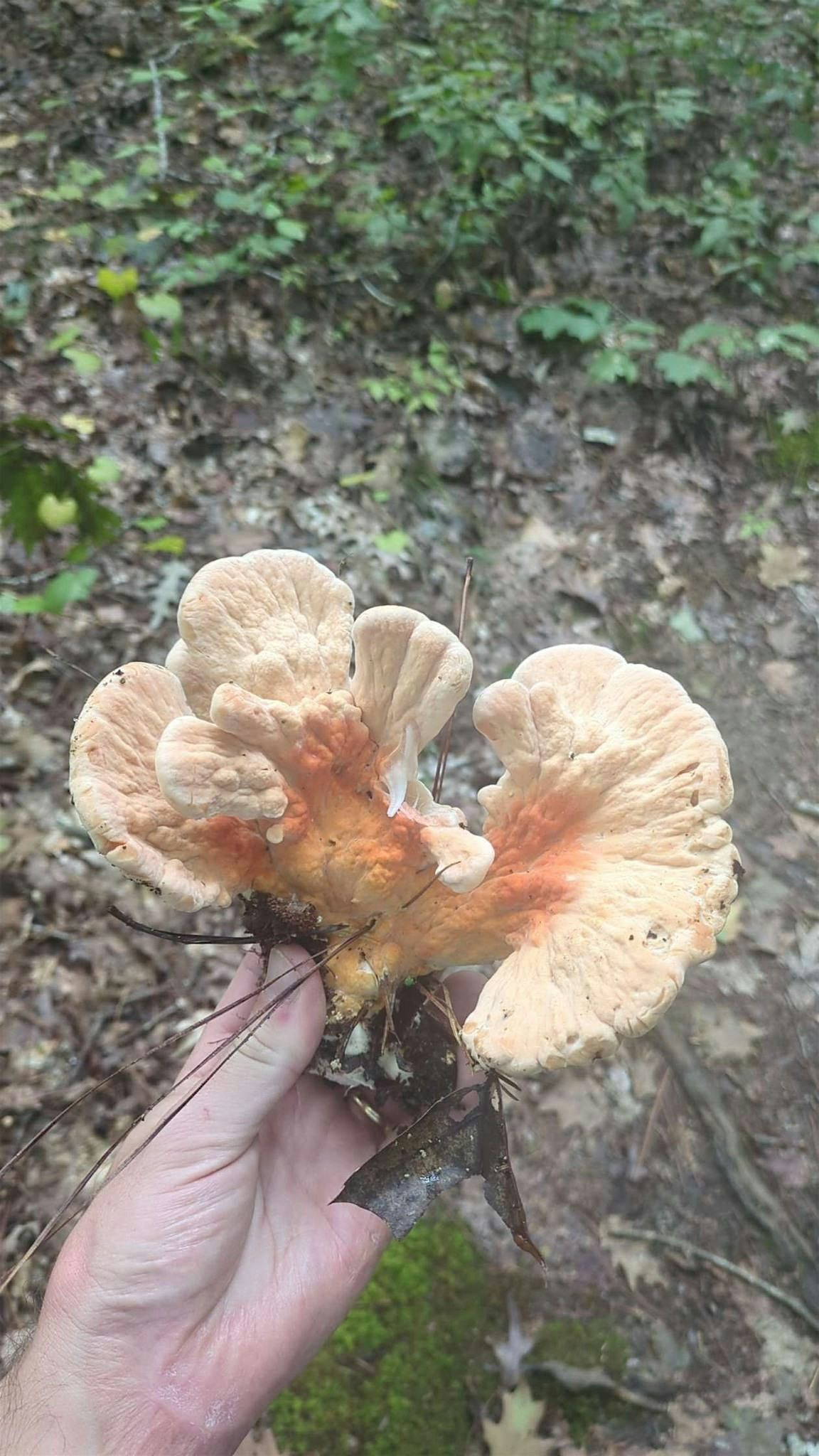 Fall Fungi Forage, 25 October | Event in Raleigh | AllEvents