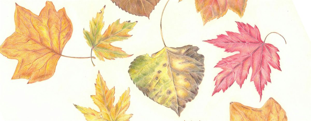 Drawing the Colors of Autumn, 8 November | Event in Point Reyes Station | AllEvents